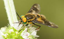 [1] Bremse (Chrysops relictus)