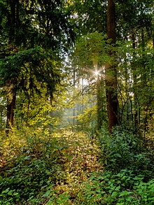 [1] Wald in Nordrhein-Westfalen