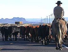 [2] ein Cowboy bei der Arbeit