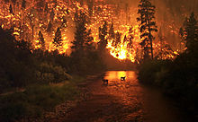 [1] „Elk Bath“ – Waldbrand im Bitterroot National Forest in Montana, USA