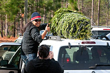 [1] ein Weihnachtsbaum wird auf einem Autodach befestigt