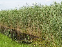 [1] Röhricht im Naturschutzgebiet Delver Koog
