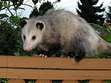 [1] Nordopossum (Didelphis virginiana)