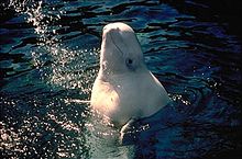 [1] eine Beluga