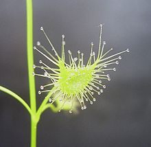 [2] Sonnentaublatt mit Tentakeln (Drosera peltata)