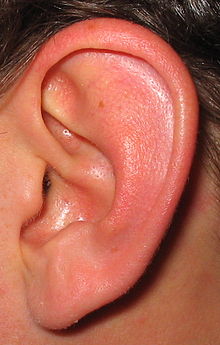 [2] menschliches Ohr