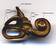 [5] Schnecke (rechts außen) an einem Ausguss eines menschlichen Innenohrs;
Aufnahme von Benutzer Welleschik am 31. Dezember 2004