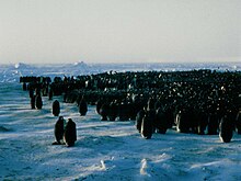 [2] Kaiserpinguine versuchen, sich in einer Kolonie vor der Kälte zu schützen.