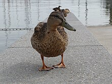 [3] Die Ruderfüße einer Ente helfen beim Paddeln und Rudern im Wasser.