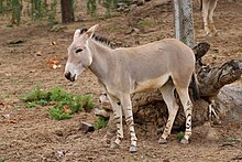 [1] ein Esel (Equus africanus somaliensis) im San Diego Zoo Safari Park;
Aufnahme von Benutzer Eric Johnston am 16. Januar 2012