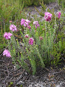 [1] Vertreter der Eriken, Glocken-Heide (Erica tetralix)