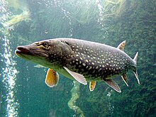 [1] Europäischer Hecht (Esox lucius)