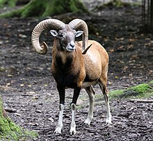 [1] ein männliches Muffel im Wildpark Poing;
Aufnahme von Benutzer Rufus46 am 26. September 2014