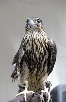 [1] Merlin (Falco columbarius)