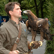 [1] ein Falkner mit einem Steinadler