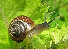 [1] die Schnecke gilt als Symbol der Langsamkeit