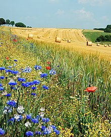 [6] Das Land, das der Bauer zum Getreideanbau nutzt, wird von einem Blühstreifen gesäumt.