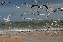 [1] ein Schwarm verschiedener Möwen (Larus argentatus und Larus canus) über dem Strand von Dornoch;
Aufnahme von John Haslam am 5. März 2008