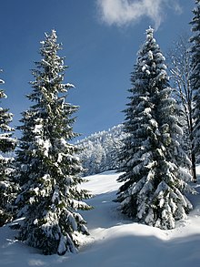 [1] Gemeine Fichte (Picea abies)