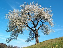 [1] Sauerkirsche (Prunus cerasus) im Frühjahr