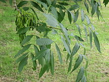 [1] Blätter einer Esche (Fraxinus excelsior)