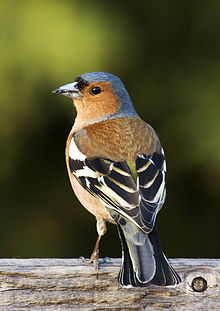 [1] Buchfink ♂ (Fringilla coelebs)