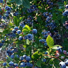 [2] Die Blaubeere trägt Früchte