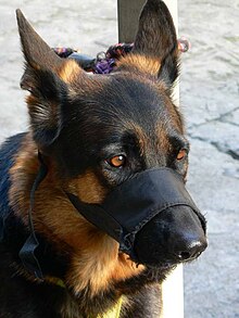 [1] Schäferhund mit Maulkorb