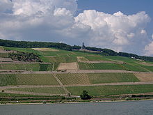 [1] Ein deutscher Weinberg am Rhein