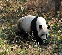 [1] der Große Panda (Ailuropoda melanoleuca)