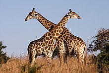 [1] kämpfende Giraffen im Ithala-Wildreservat in der südafrikanischen Provinz KwaZulu-Natal