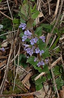 [2] Gundermann (Glechoma hederacea)