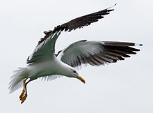 [1] eine Möwe (Larus fuscus) im Rüttelflug über dem Stockholmer Schärengarten;
unretuschierte Originalaufnahme von Benutzer Ludovic Péron am 6. Juli 2010