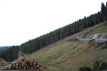 [1] Abholzung für den Goldbergtunnel