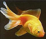 [1] ein Goldfisch