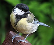 [1] Meise, genauer Kohlmeise (Parus major)