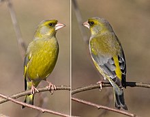 [1] Grünfink (Carduelis chloris)