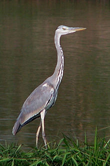 [1] Graureiher, Ardea cinerea