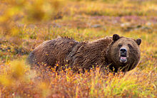 [1] Grizzly-Bär (Ursus arctos horribilis)