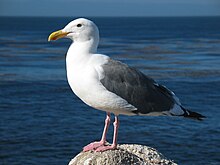 [1] eine Möwe (Larus occidentalis) am Strand von Monterey;
Aufnahme von Benutzer Daniel Schwen am 9. September 2004