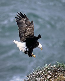 [1] ein Adler, genauer ein Weißkopfseeadler