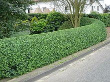 [2] eine Hecke