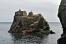 [1] zwei Möwen auf einer schroffen Klippe der Helligdomsklipperne auf Bornholm (Dänemark)
