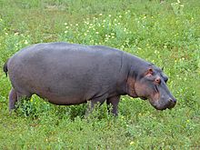 [1] ein grasendes Nilpferd am Nsemani Damm im Kruger-Nationalpark, Südafrika;
Aufnahme von Bernard Dupont am 10. Dezember 2013