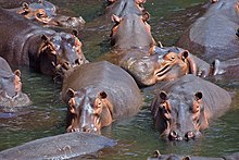 [1] eine Gruppe Nilpferde im Luangwa-Tal, Sambia;
unretuschierte Originalaufnahme von Paul Maritz am 25. September 2002