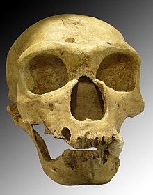 [1] Der Schädel eines Neandertalers mit den stark ausgeprägten Überaugenwülsten