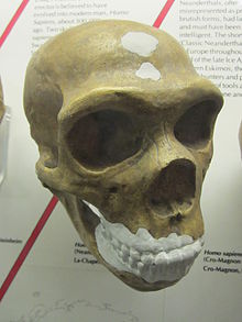 [1] Wulst um die Augenbrauen eines Neanderthalers