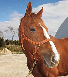 [1] Pferd mit ledernem Halfter