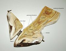 [12] Querschnitt eines Pferdehufs mit Krone, Kronbein und Kronsaum