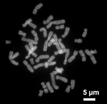 [1] Chromosomen